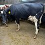 Freshly calved cows Image 3