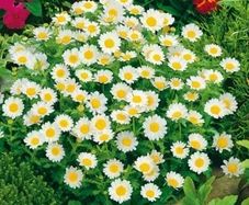 (D) Creeping Daisy seeds 0,3g (447217)