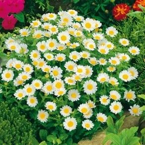 (D) Creeping Daisy seeds 0,3g (447217)