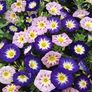 (C) Rose Ensign Seeds 2g (446944) Image 2