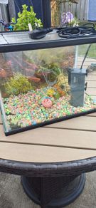 Fish tank