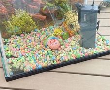 Fish tank