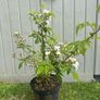 plant Image 2
