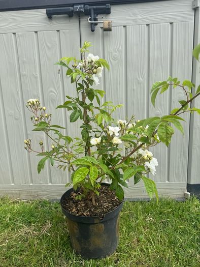 plant