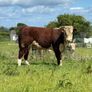 Quality Hereford bulls for sale Image 4