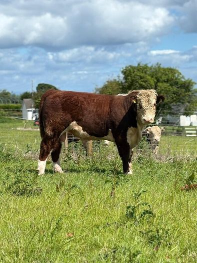 Quality Hereford bulls for sale