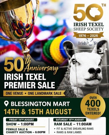 400 Texels for Sale