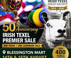 400 Texels for Sale