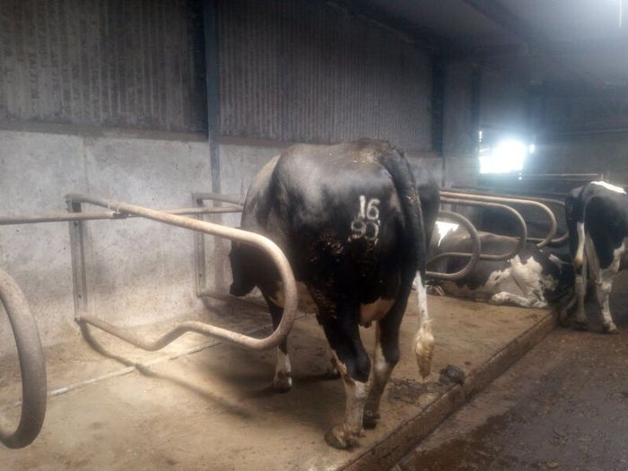 Incalf dairy cows