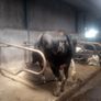 Incalf dairy cows Image 9