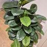 Artificial Plant Image 7
