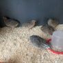 quail Image 9