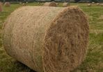 Excellent Quality Hay Bales