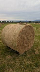 Excellent Quality Hay Bales