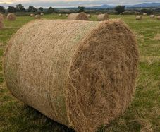 Excellent Quality Hay Bales