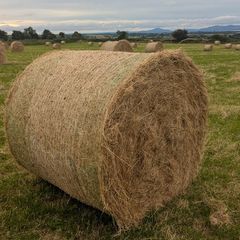 Excellent Quality Hay Bales
