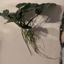 Anubia Barteri aquarium plant Image 4