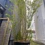 Bamboo - Phyllostachys Bissetii Image 2