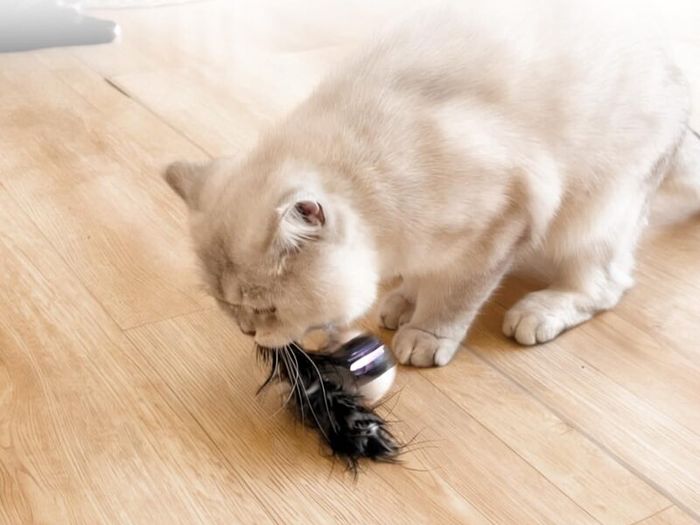 Interactive Cat Ball Toy Set, Fun Tracker, Automatic Rolling Chase Ball with Fluffy Tail, A Small Mice, Rechargeable