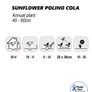 (S) Sunflower Polino Cola seeds 1g (883218) Image 2