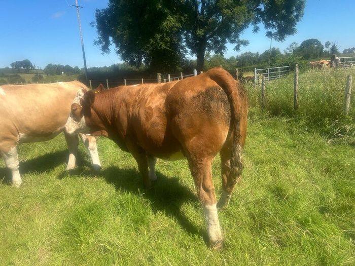 Springing and incalf heifers