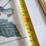 Vintage Custom Framed Botanical Illustration Print Coffee Tree Image 8