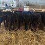 7 Angus homebred calves for sale Image 3