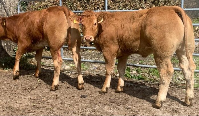 2 super cow makers