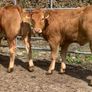 2 super cow makers Image 4
