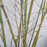 Bamboo plants Image 4