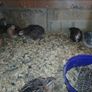 Japanese quail hatching eggs Image 4