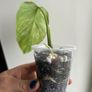Monstera Aurea Image 4