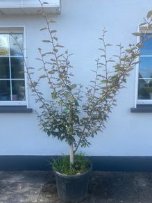 Shrub Ebbings Silverberry x 1