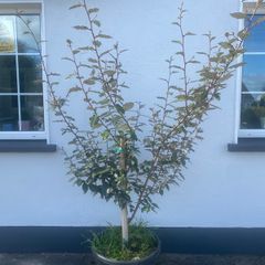 Shrub Ebbings Silverberry x 1