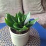 Healthy Sansevieria Hahnii in Decorative Pot Image 8