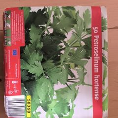Parsley