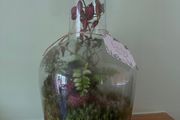 Large Closed Terrarium / Bottle Garden