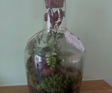 Large Closed Terrarium / Bottle Garden