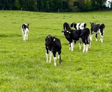 Reared Calves