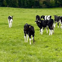 Reared Calves