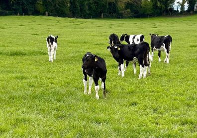 Reared Calves