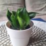 Small Sansevieria Hahnii in White Pot Image 2