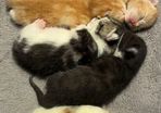 kittens