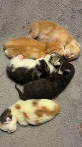 kittens