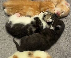 kittens