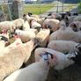 Ram lambs Image 7