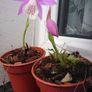 Pleione Image 2
