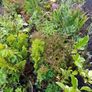 Shrubs and Plants Image 2