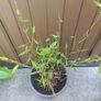 bamboo Image 2