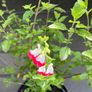 salvia hot lips Image 5